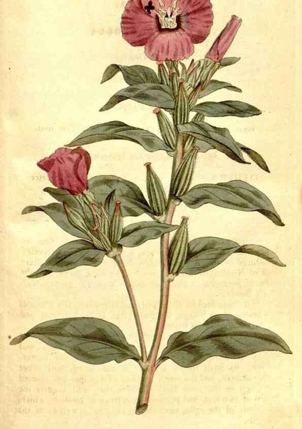 Reproducción/Reproduction 34323556544: The Botanical magazine, or, Flower-garden displayed ... /. [S.l. :s.n.],1790-1800 ;