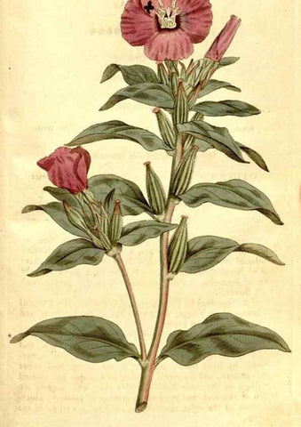 Reproducción/Reproduction 34323556544: The Botanical magazine, or, Flower-garden displayed ... /. [S.l. :s.n.],1790-1800 ;