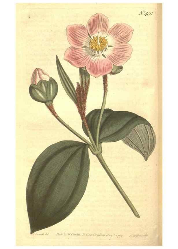 Reproducción/Reproduction 35169181685: The Botanical magazine, or, Flower-garden displayed ... /. [S.l. :s.n.],1790-1800 ;