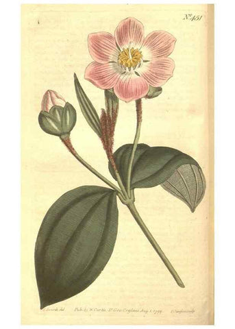 Reproducción/Reproduction 35169181685: The Botanical magazine, or, Flower-garden displayed ... /. [S.l. :s.n.],1790-1800 ;