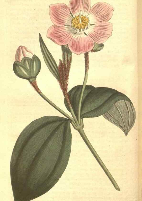 Reproducción/Reproduction 35169181685: The Botanical magazine, or, Flower-garden displayed ... /. [S.l. :s.n.],1790-1800 ;