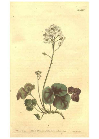 Reproducción/Reproduction 35129257506: The Botanical magazine, or, Flower-garden displayed ... /. [S.l. :s.n.],1790-1800 ;