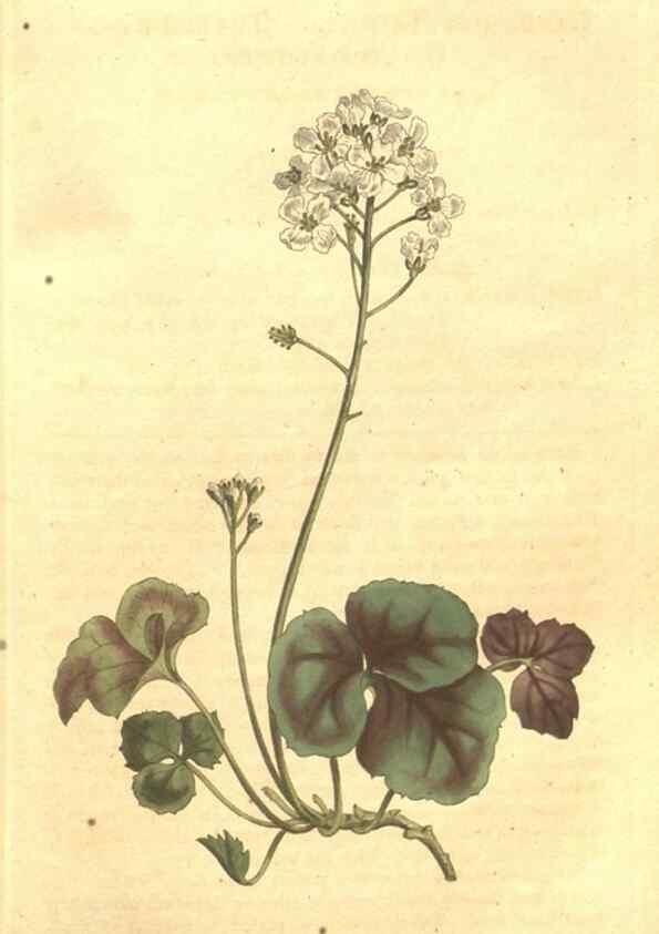 Reproducción/Reproduction 35129257506: The Botanical magazine, or, Flower-garden displayed ... /. [S.l. :s.n.],1790-1800 ;