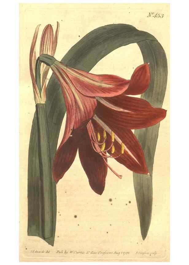 Reproducción/Reproduction 34324135424: The Botanical magazine, or, Flower-garden displayed ... /. [S.l. :s.n.],1790-1800 ;