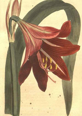 Reproducción/Reproduction 34324135424: The Botanical magazine, or, Flower-garden displayed ... /. [S.l. :s.n.],1790-1800 ;