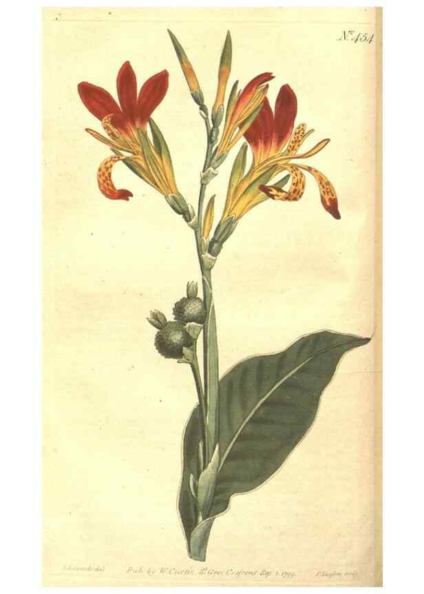 Reproducción/Reproduction 34324137224: The Botanical magazine, or, Flower-garden displayed ... /. [S.l. :s.n.],1790-1800 ;