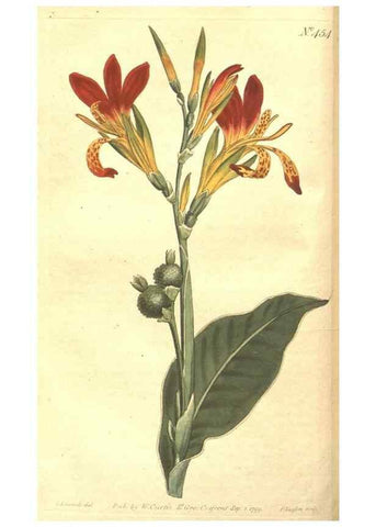 Reproducción/Reproduction 34324137224: The Botanical magazine, or, Flower-garden displayed ... /. [S.l. :s.n.],1790-1800 ;