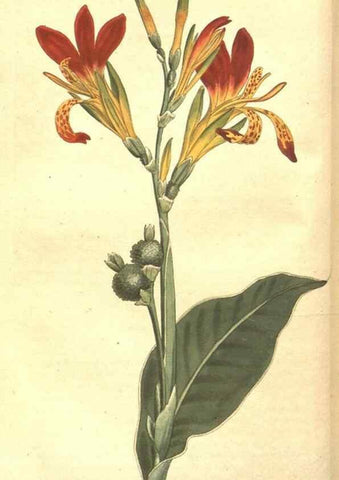 Reproducción/Reproduction 34324137224: The Botanical magazine, or, Flower-garden displayed ... /. [S.l. :s.n.],1790-1800 ;