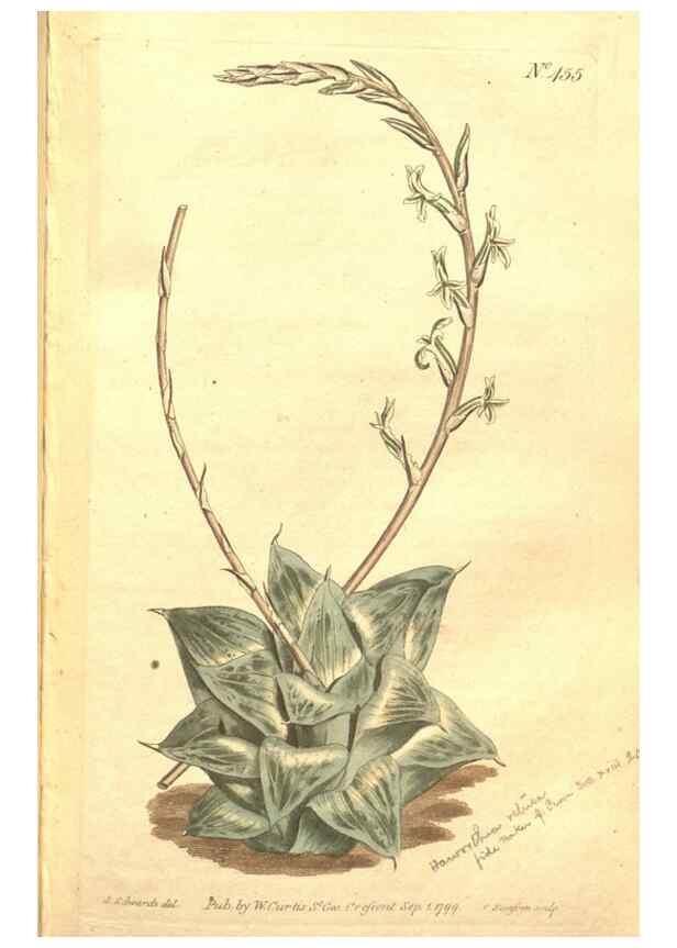Reproducción/Reproduction 34324139004: The Botanical magazine, or, Flower-garden displayed ... /. [S.l. :s.n.],1790-1800 ;