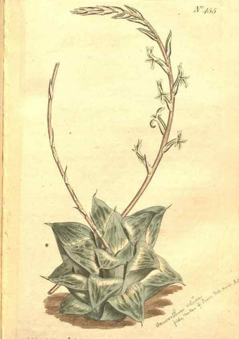 Reproducción/Reproduction 34324139004: The Botanical magazine, or, Flower-garden displayed ... /. [S.l. :s.n.],1790-1800 ;