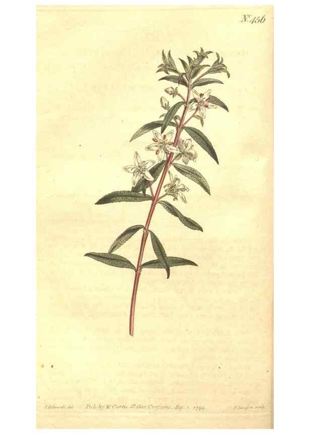 Reproducción/Reproduction 35038412551: The Botanical magazine, or, Flower-garden displayed ... /. [S.l. :s.n.],1790-1800 ;