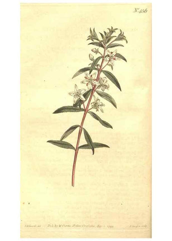 Reproducción/Reproduction 35038412551: The Botanical magazine, or, Flower-garden displayed ... /. [S.l. :s.n.],1790-1800 ;