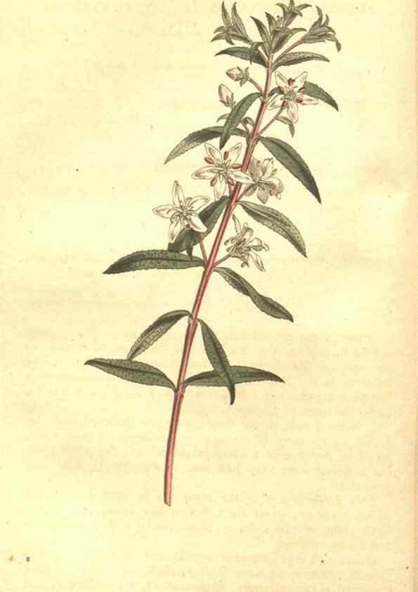 Reproducción/Reproduction 35038412551: The Botanical magazine, or, Flower-garden displayed ... /. [S.l. :s.n.],1790-1800 ;