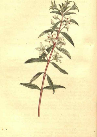 Reproducción/Reproduction 35038412551: The Botanical magazine, or, Flower-garden displayed ... /. [S.l. :s.n.],1790-1800 ;
