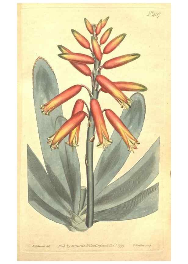 Reproducción/Reproduction 35169190845: The Botanical magazine, or, Flower-garden displayed ... /. [S.l. :s.n.],1790-1800 ;