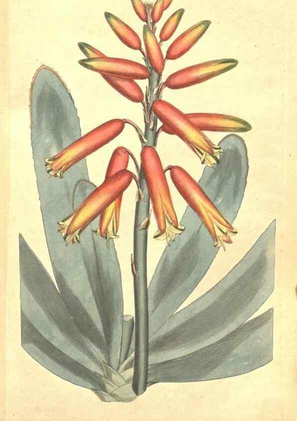 Reproducción/Reproduction 35169190845: The Botanical magazine, or, Flower-garden displayed ... /. [S.l. :s.n.],1790-1800 ;