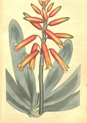 Reproducción/Reproduction 35169190845: The Botanical magazine, or, Flower-garden displayed ... /. [S.l. :s.n.],1790-1800 ;