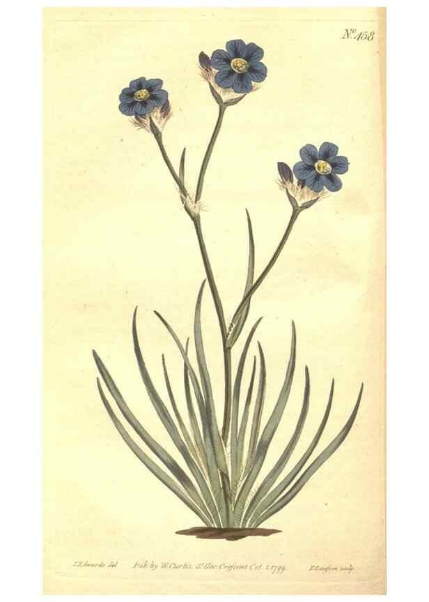 Reproducción/Reproduction 35169192455: The Botanical magazine, or, Flower-garden displayed ... /. [S.l. :s.n.],1790-1800 ;