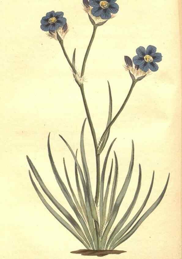 Reproducción/Reproduction 35169192455: The Botanical magazine, or, Flower-garden displayed ... /. [S.l. :s.n.],1790-1800 ;