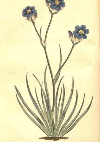 Reproducción/Reproduction 35169192455: The Botanical magazine, or, Flower-garden displayed ... /. [S.l. :s.n.],1790-1800 ;