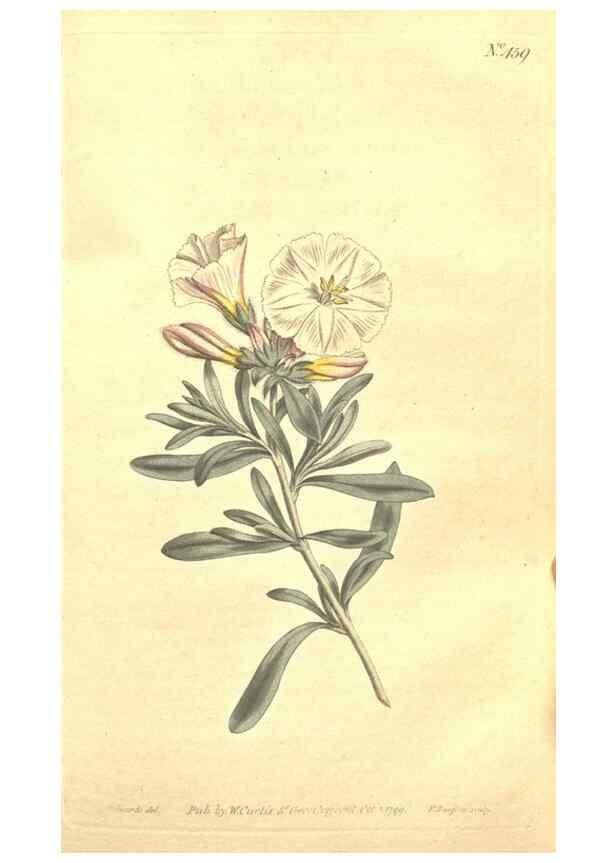 Reproducción/Reproduction 35169193955: The Botanical magazine, or, Flower-garden displayed ... /. [S.l. :s.n.],1790-1800 ;