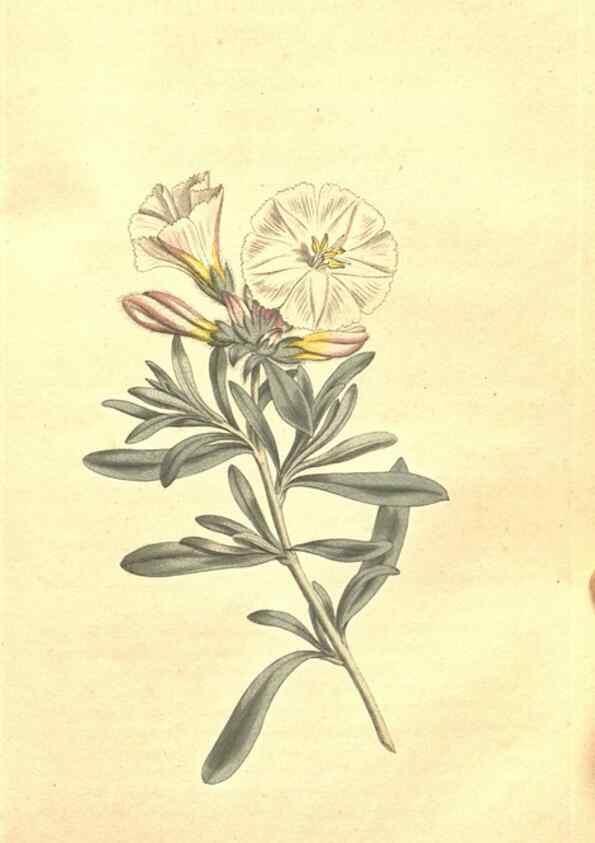 Reproducción/Reproduction 35169193955: The Botanical magazine, or, Flower-garden displayed ... /. [S.l. :s.n.],1790-1800 ;