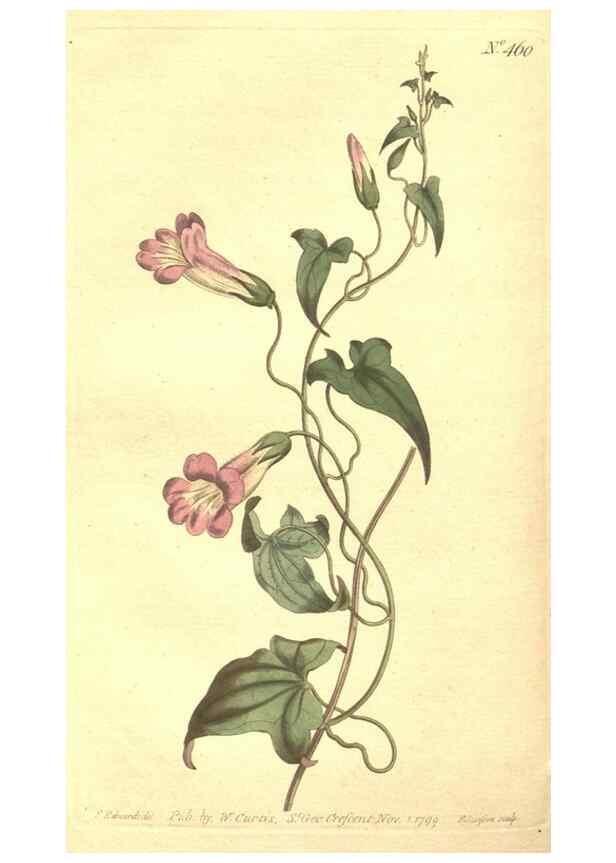 Reproducción/Reproduction 35169195535: The Botanical magazine, or, Flower-garden displayed ... /. [S.l. :s.n.],1790-1800 ;