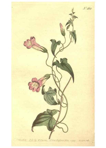 Reproducción/Reproduction 35169195535: The Botanical magazine, or, Flower-garden displayed ... /. [S.l. :s.n.],1790-1800 ;