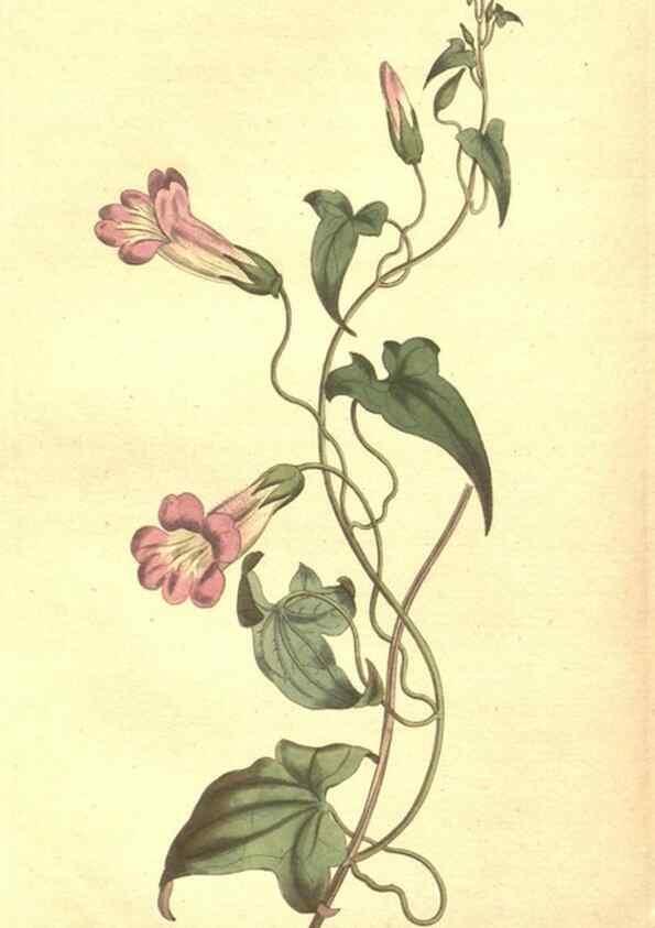 Reproducción/Reproduction 35169195535: The Botanical magazine, or, Flower-garden displayed ... /. [S.l. :s.n.],1790-1800 ;