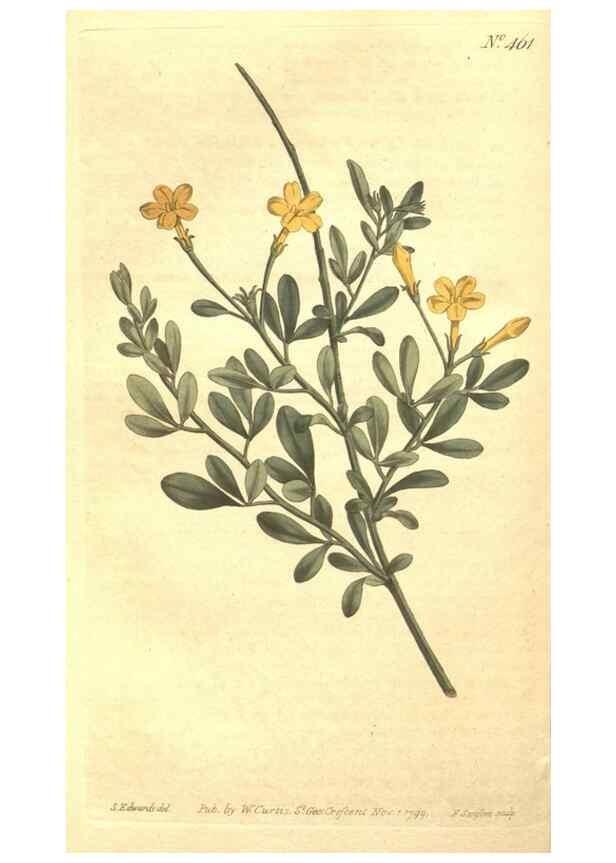 Reproducción/Reproduction 34782671290: The Botanical magazine, or, Flower-garden displayed ... /. [S.l. :s.n.],1790-1800 ;
