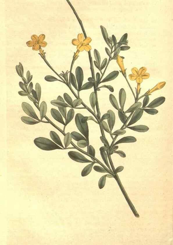 Reproducción/Reproduction 34782671290: The Botanical magazine, or, Flower-garden displayed ... /. [S.l. :s.n.],1790-1800 ;
