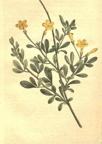Reproducción/Reproduction 34782671290: The Botanical magazine, or, Flower-garden displayed ... /. [S.l. :s.n.],1790-1800 ;