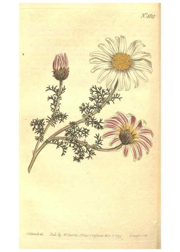 Reproducción/Reproduction 34782672990: The Botanical magazine, or, Flower-garden displayed ... /. [S.l. :s.n.],1790-1800 ;