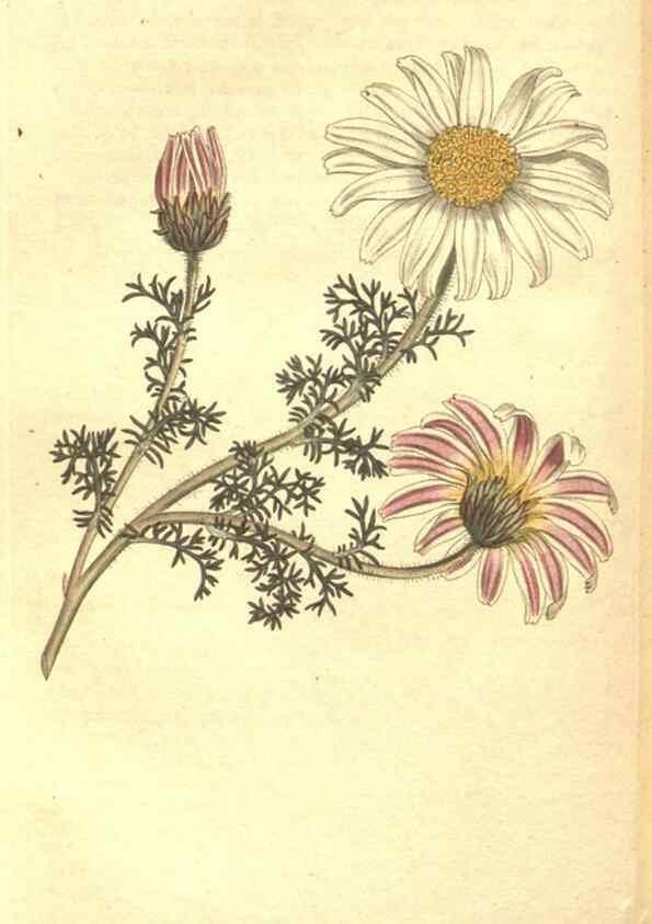 Reproducción/Reproduction 34782672990: The Botanical magazine, or, Flower-garden displayed ... /. [S.l. :s.n.],1790-1800 ;