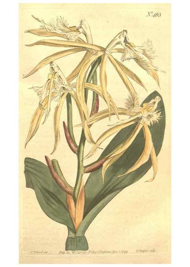 Reproducción/Reproduction 34782674490: The Botanical magazine, or, Flower-garden displayed ... /. [S.l. :s.n.],1790-1800 ;