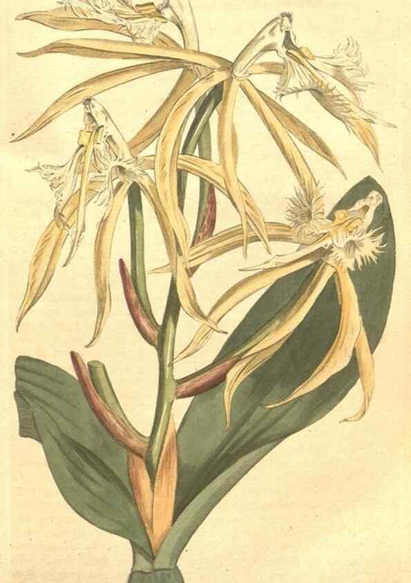 Reproducción/Reproduction 34782674490: The Botanical magazine, or, Flower-garden displayed ... /. [S.l. :s.n.],1790-1800 ;