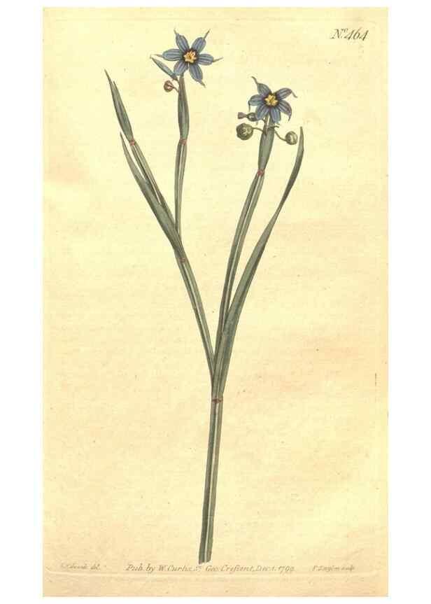 Reproducción/Reproduction 34782675760: The Botanical magazine, or, Flower-garden displayed ... /. [S.l. :s.n.],1790-1800 ;