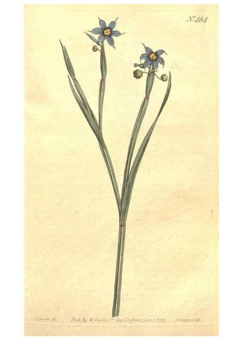Reproducción/Reproduction 34782675760: The Botanical magazine, or, Flower-garden displayed ... /. [S.l. :s.n.],1790-1800 ;