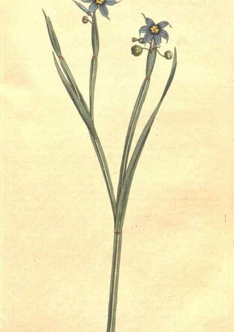 Reproducción/Reproduction 34782675760: The Botanical magazine, or, Flower-garden displayed ... /. [S.l. :s.n.],1790-1800 ;