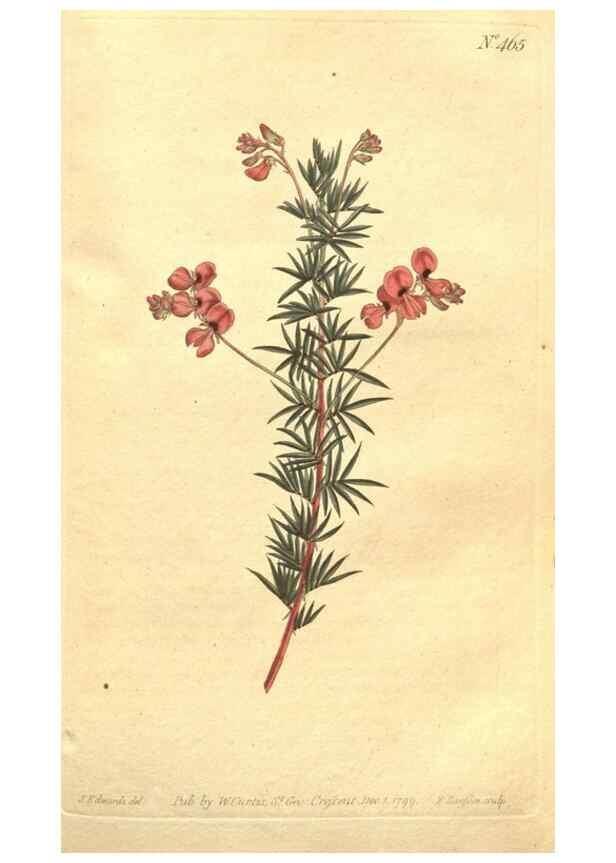 Reproducción/Reproduction 34782676970: The Botanical magazine, or, Flower-garden displayed ... /. [S.l. :s.n.],1790-1800 ;
