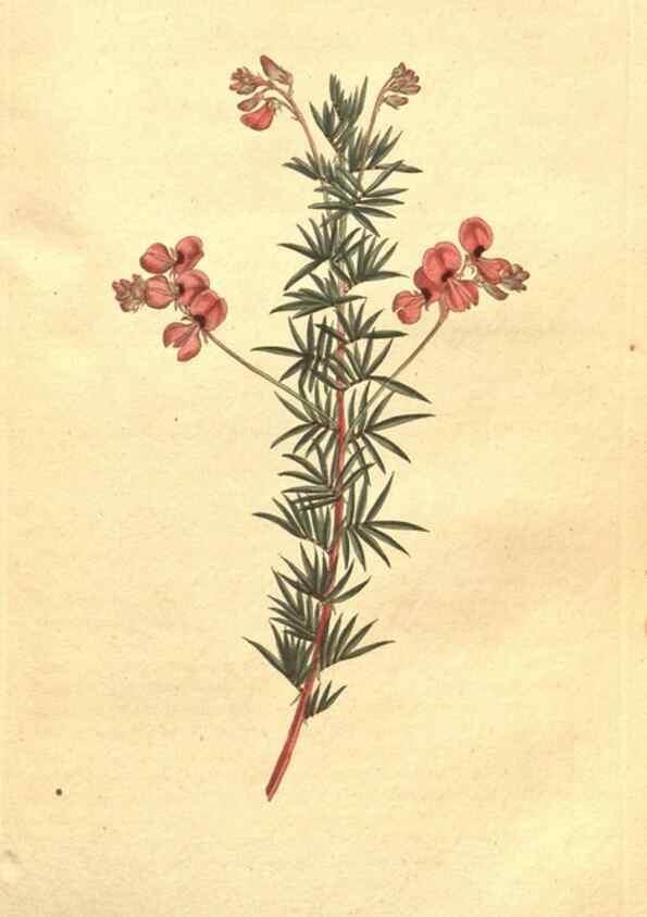 Reproducción/Reproduction 34782676970: The Botanical magazine, or, Flower-garden displayed ... /. [S.l. :s.n.],1790-1800 ;