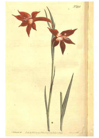 Reproducción/Reproduction 35129252126: The Botanical magazine, or, Flower-garden displayed ... /. [S.l. :s.n.],1790-1800 ;