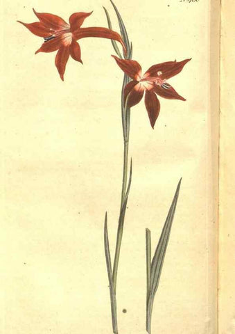 Reproducción/Reproduction 35129252126: The Botanical magazine, or, Flower-garden displayed ... /. [S.l. :s.n.],1790-1800 ;
