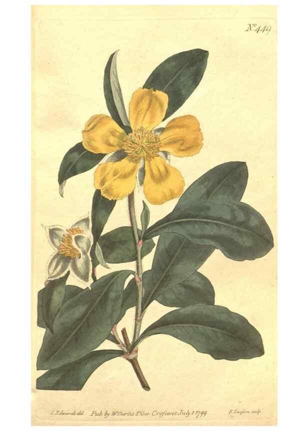 Reproducción/Reproduction 35129250116: The Botanical magazine, or, Flower-garden displayed ... /. [S.l. :s.n.],1790-1800 ;