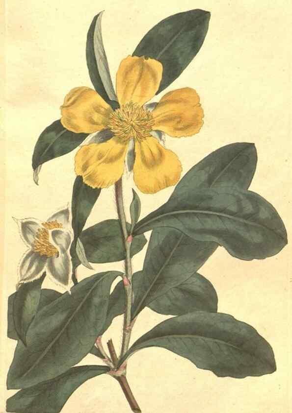 Reproducción/Reproduction 35129250116: The Botanical magazine, or, Flower-garden displayed ... /. [S.l. :s.n.],1790-1800 ;