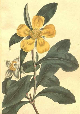 Reproducción/Reproduction 35129250116: The Botanical magazine, or, Flower-garden displayed ... /. [S.l. :s.n.],1790-1800 ;