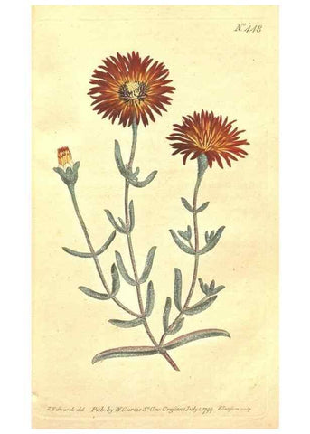 Reproducción/Reproduction 34324128304: The Botanical magazine, or, Flower-garden displayed ... /. [S.l. :s.n.],1790-1800 ;