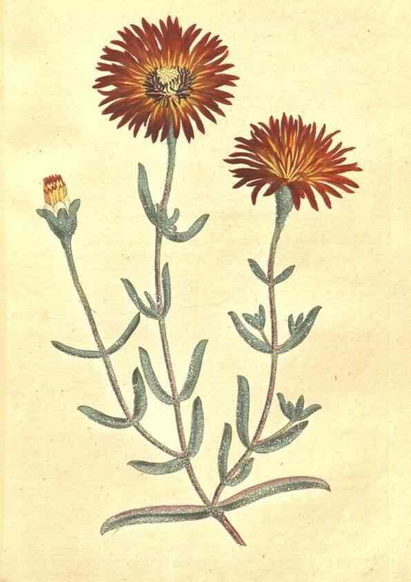 Reproducción/Reproduction 34324128304: The Botanical magazine, or, Flower-garden displayed ... /. [S.l. :s.n.],1790-1800 ;