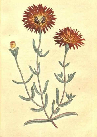 Reproducción/Reproduction 34324128304: The Botanical magazine, or, Flower-garden displayed ... /. [S.l. :s.n.],1790-1800 ;