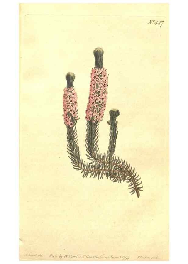 Reproducción/Reproduction 34324127074: The Botanical magazine, or, Flower-garden displayed ... /. [S.l. :s.n.],1790-1800 ;
